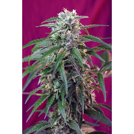 Green Poison Auto
